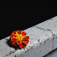 Parapet Gold — cover art