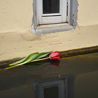 Windowsill Canal — cover
