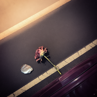 Wilted Underpass — cover art